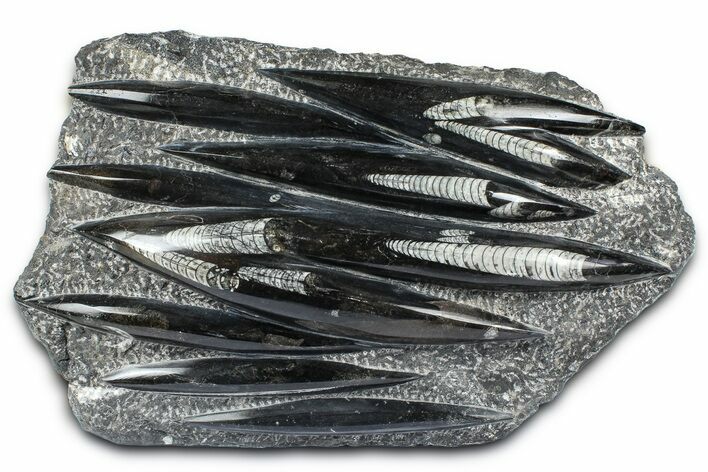 Polished Fossil Orthoceras (Cephalopod) Plate - Morocco #372643